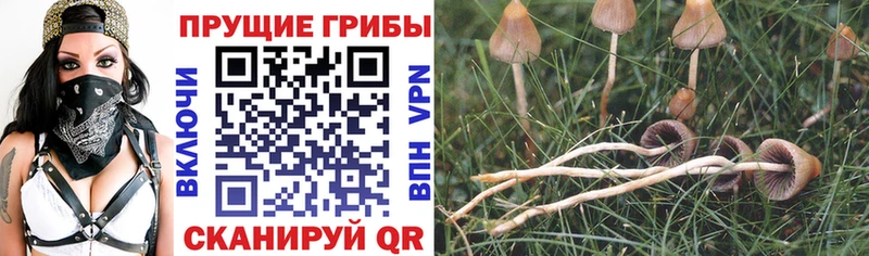цена наркотик  Курчатов  ссылка на мегу вход  Галлюциногенные грибы ЛСД 